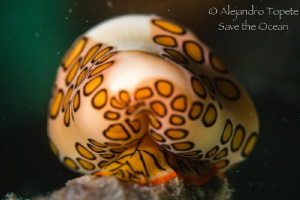 Flomingos Tonge by Alejandro Topete 